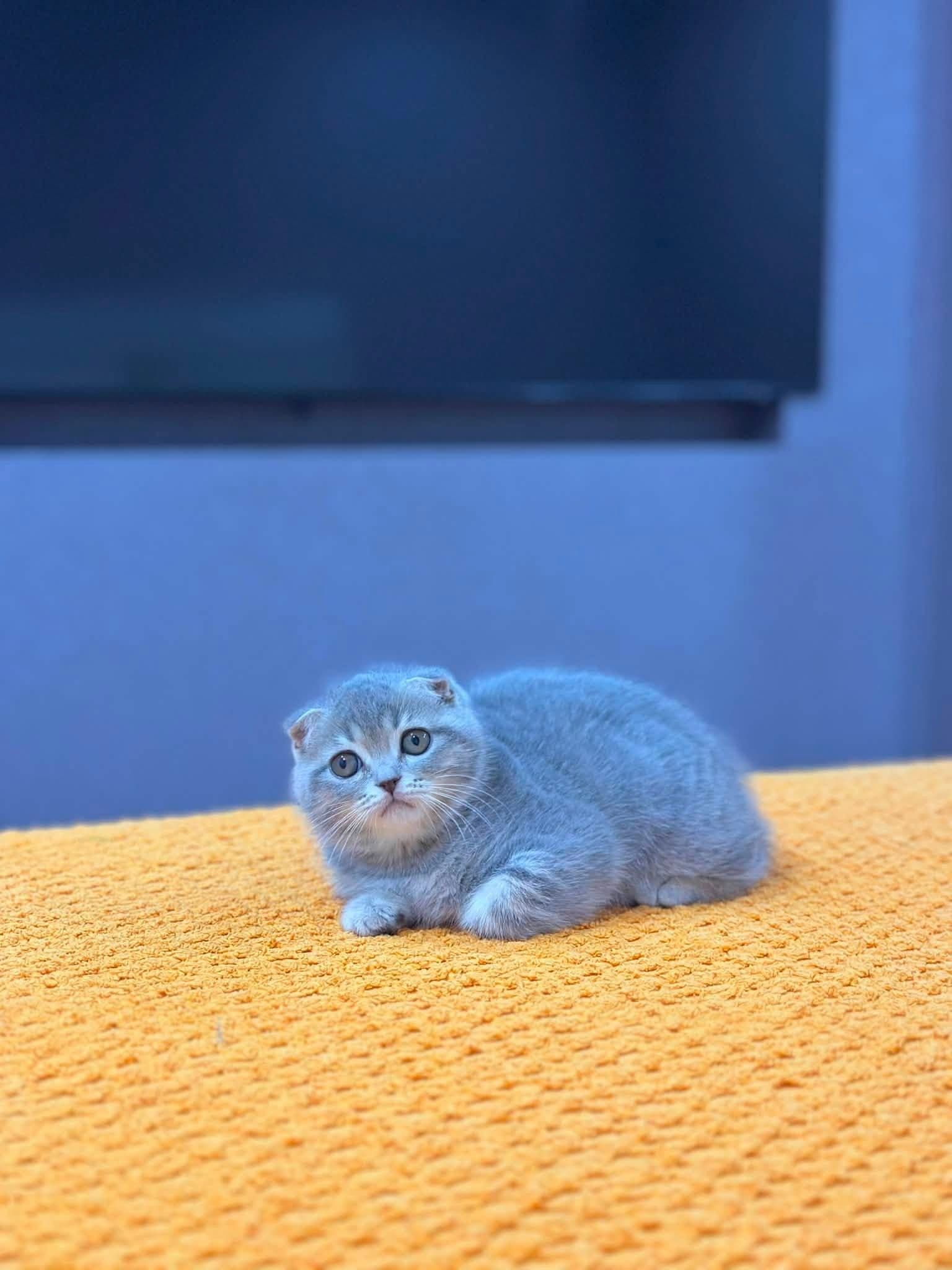 Duman Rengi Kıvrık Kulak Scottish Fold Yavrumuz, Scottish Fold Kedi, Bayramiç / Çanakkale