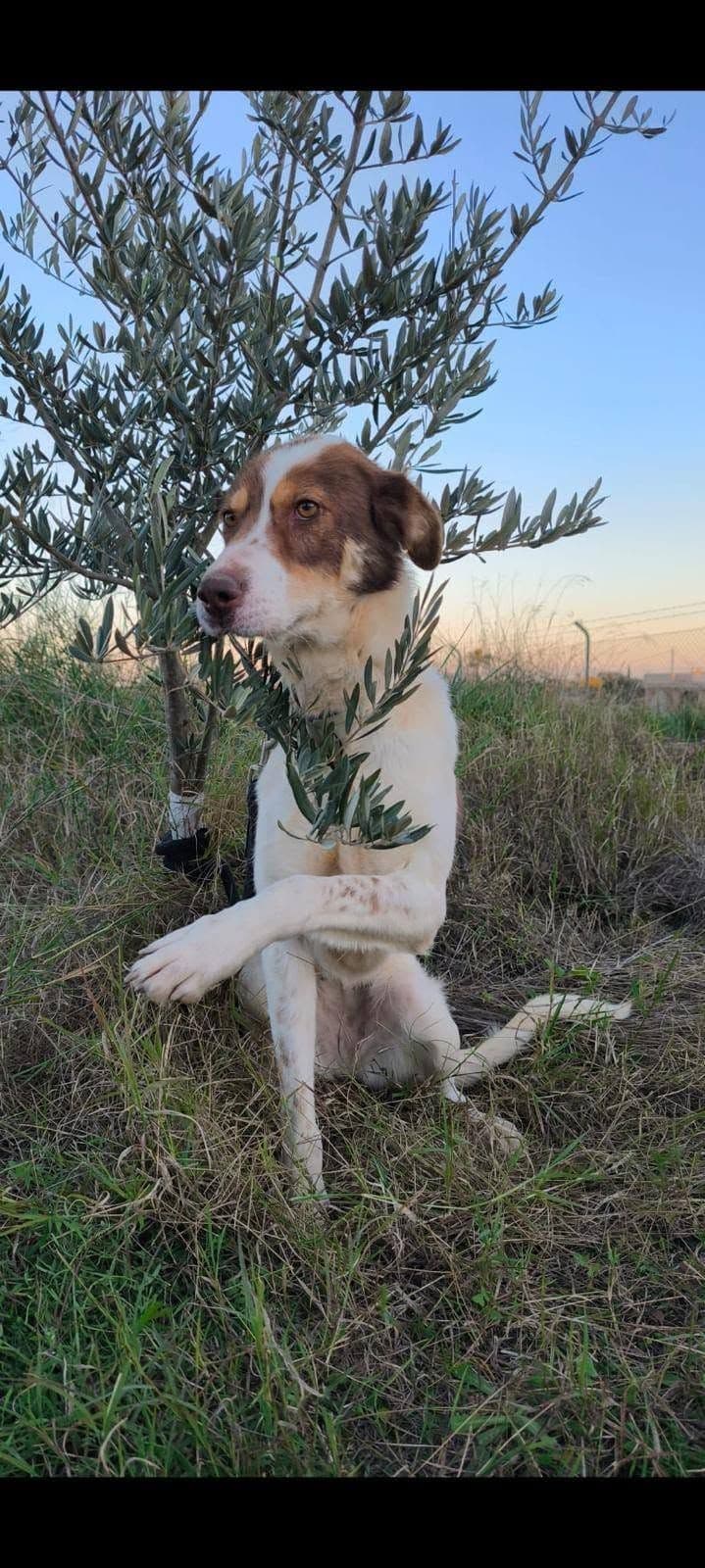 ACİL YUVA! Sokakta yapamaz, clinikten çıktı., English Setter Köpek, Şarköy / Tekirdağ