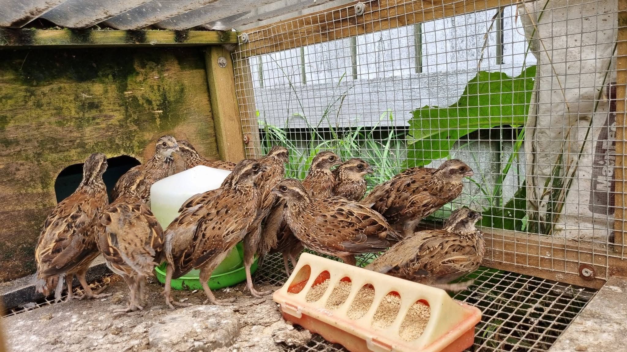 Kendi Üretimim Sağlıklı Bıldırcınlarım, Japon / Coturnix Bıldırcın, Alanya / Antalya
