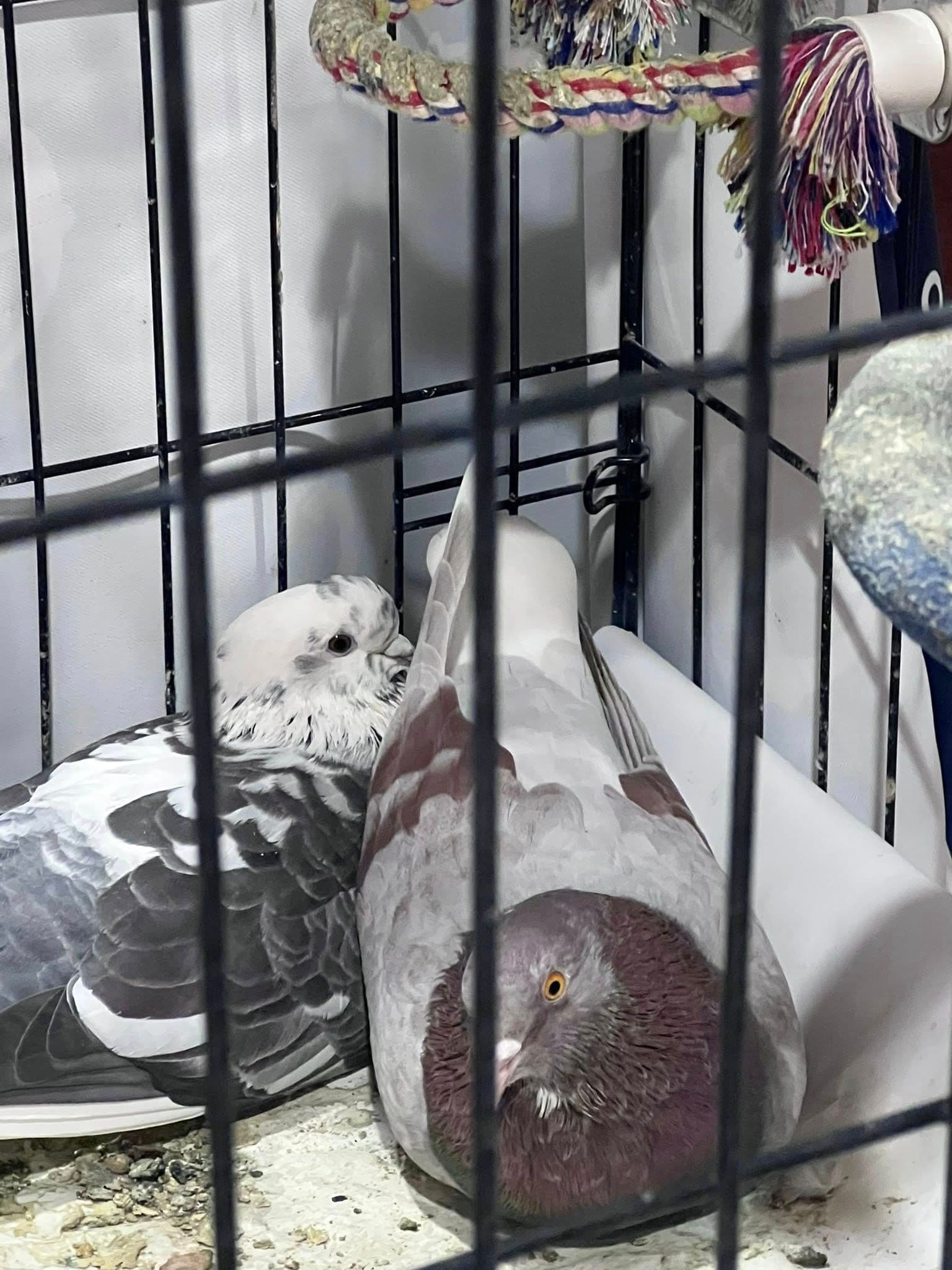 Tedavileri bitti, evde bakamıyorum / Güvercin sevdalısı birine ömürlük yuva, Karışık Güvercin, İnhisar / Bilecik