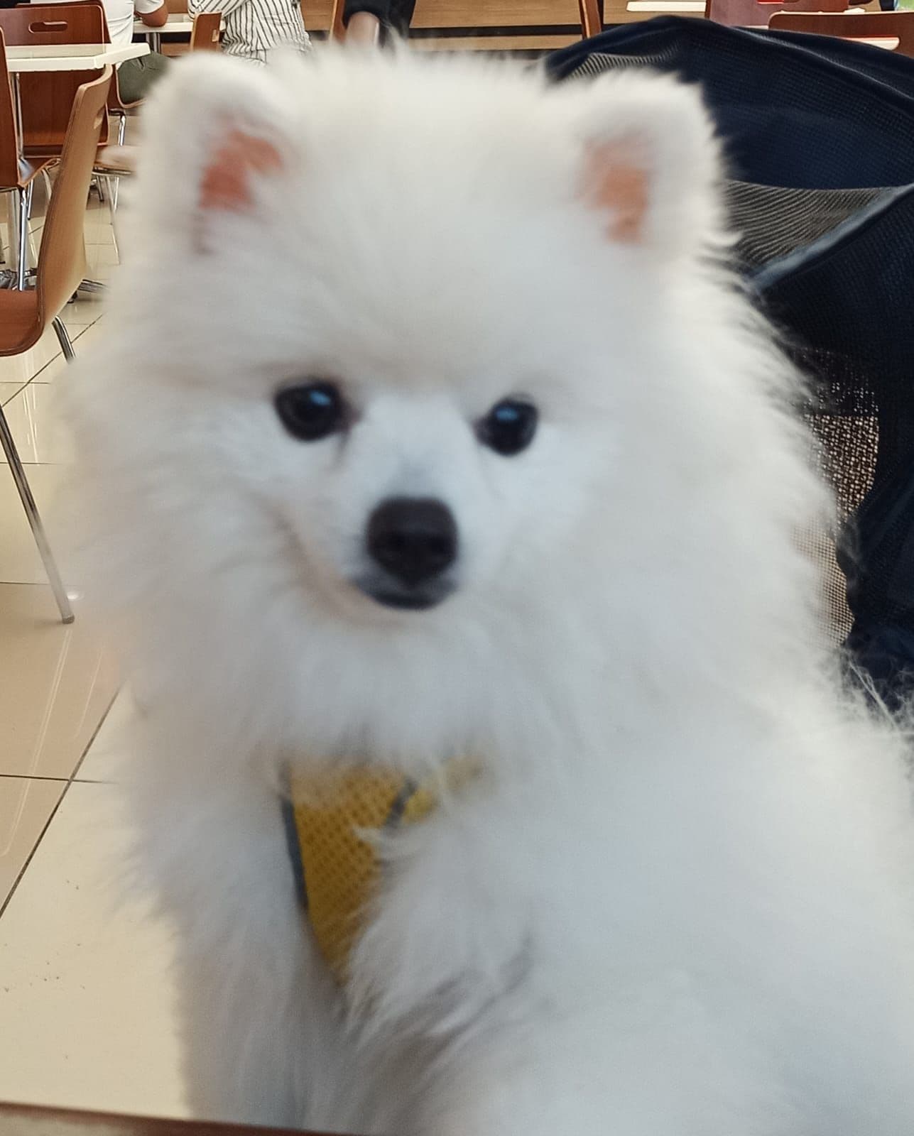 POMERİAN BOO, Pomeranian Köpek, Aksu / Antalya