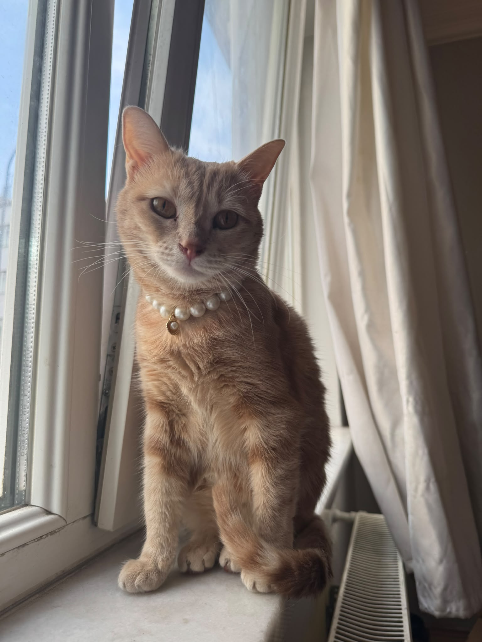 kedi suzi