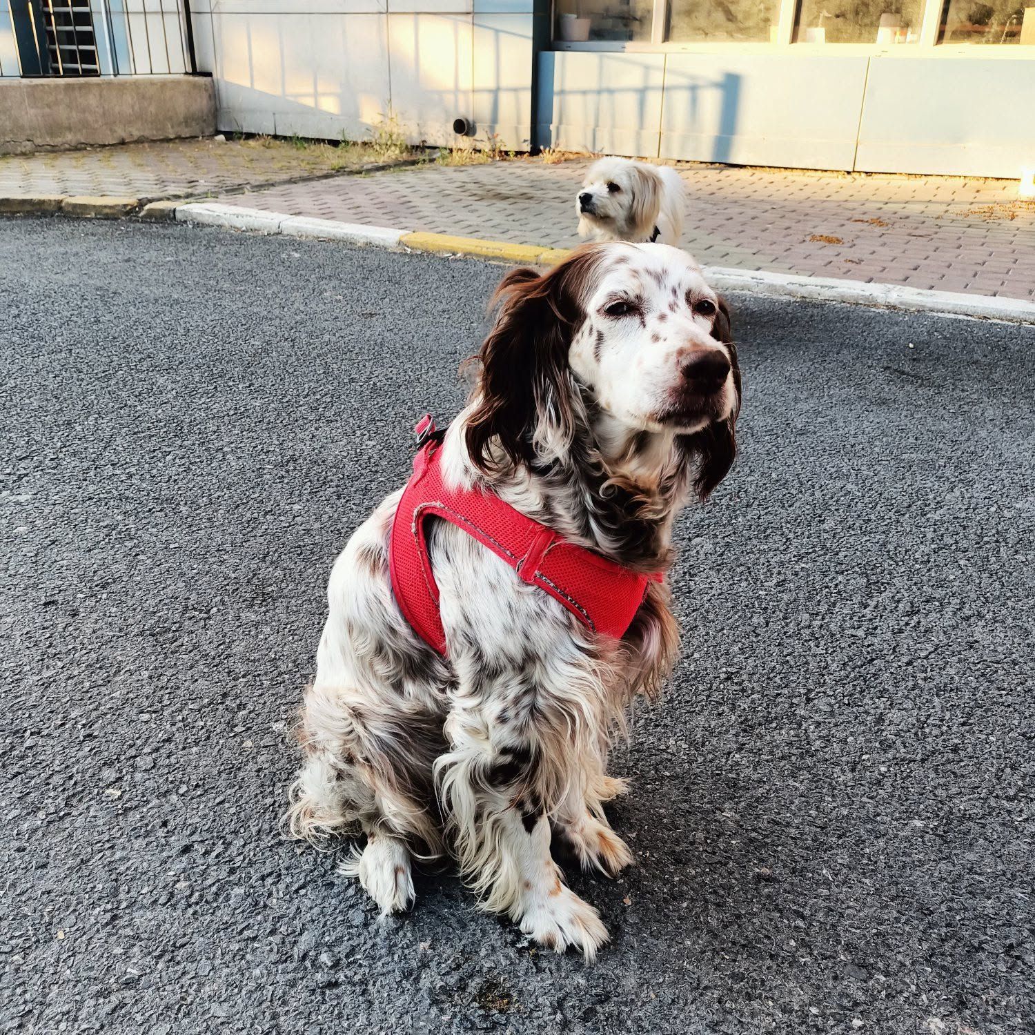 Nazlı Orjinal İngiliz Setter Aciliyeti var