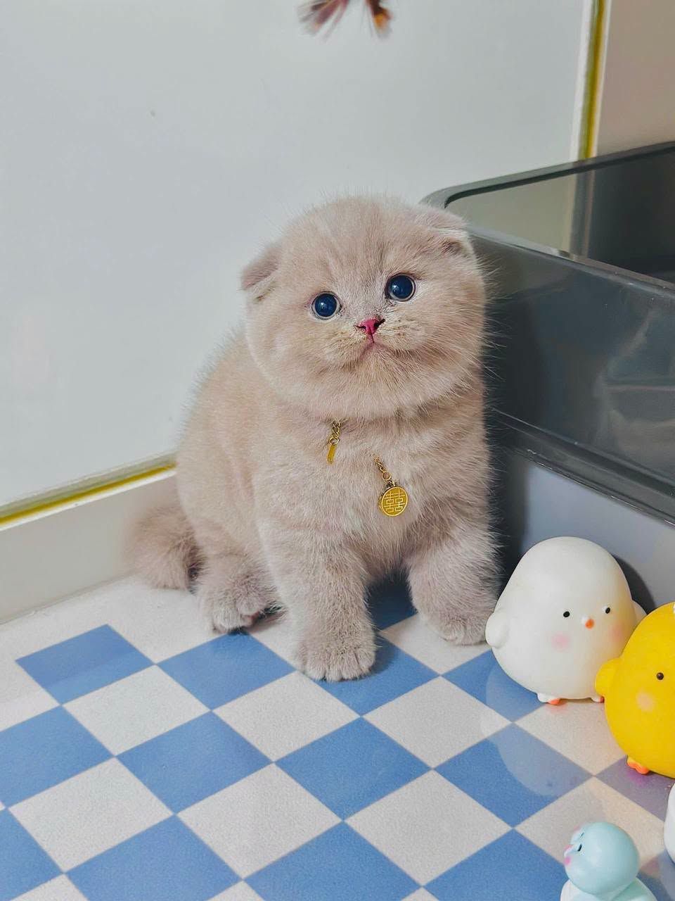 Minik Lokum Yeni Evine Hazır