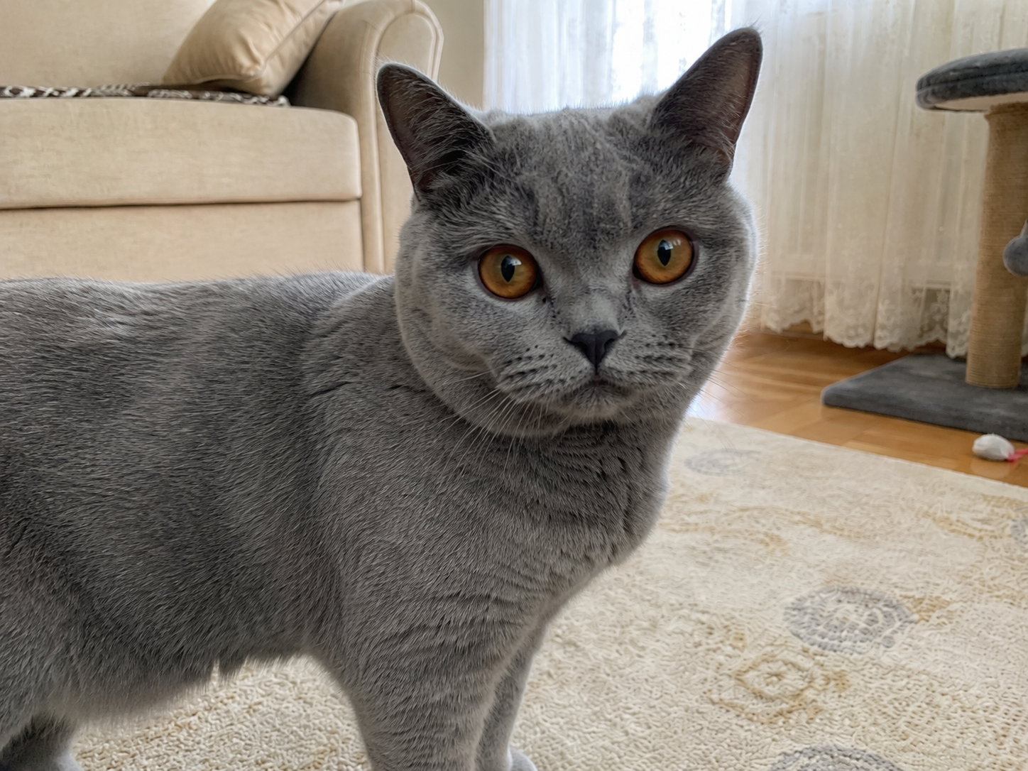 Gri British Shorthair İçin Güzel Bir Yuva Arıyoruz